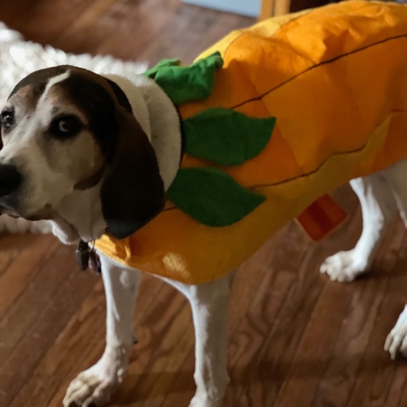 Pet Halloween Pumpkin Costume--XXL - Picture 3 of 7